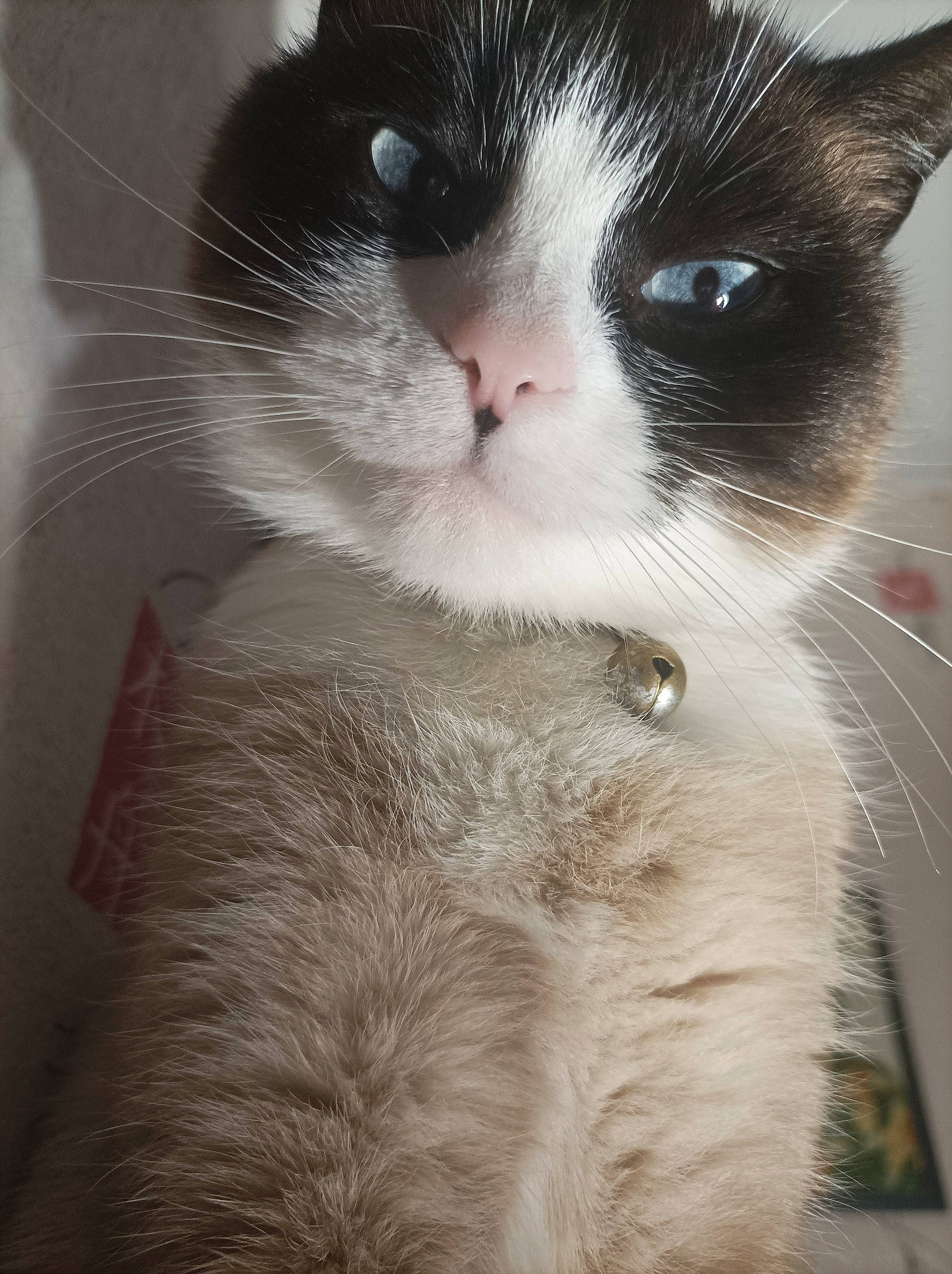 Tea a rejoint le concours — aidez-le/la à gagner de superbes lots ! carnivore, cat, claw, domestic_short_haired_cat, ear, eyelash, felidae, formal_wear, fur, monochrome_photography, paw, small_to_medium_sized_cats, snout, tail, terrestrial_animal, whiskers