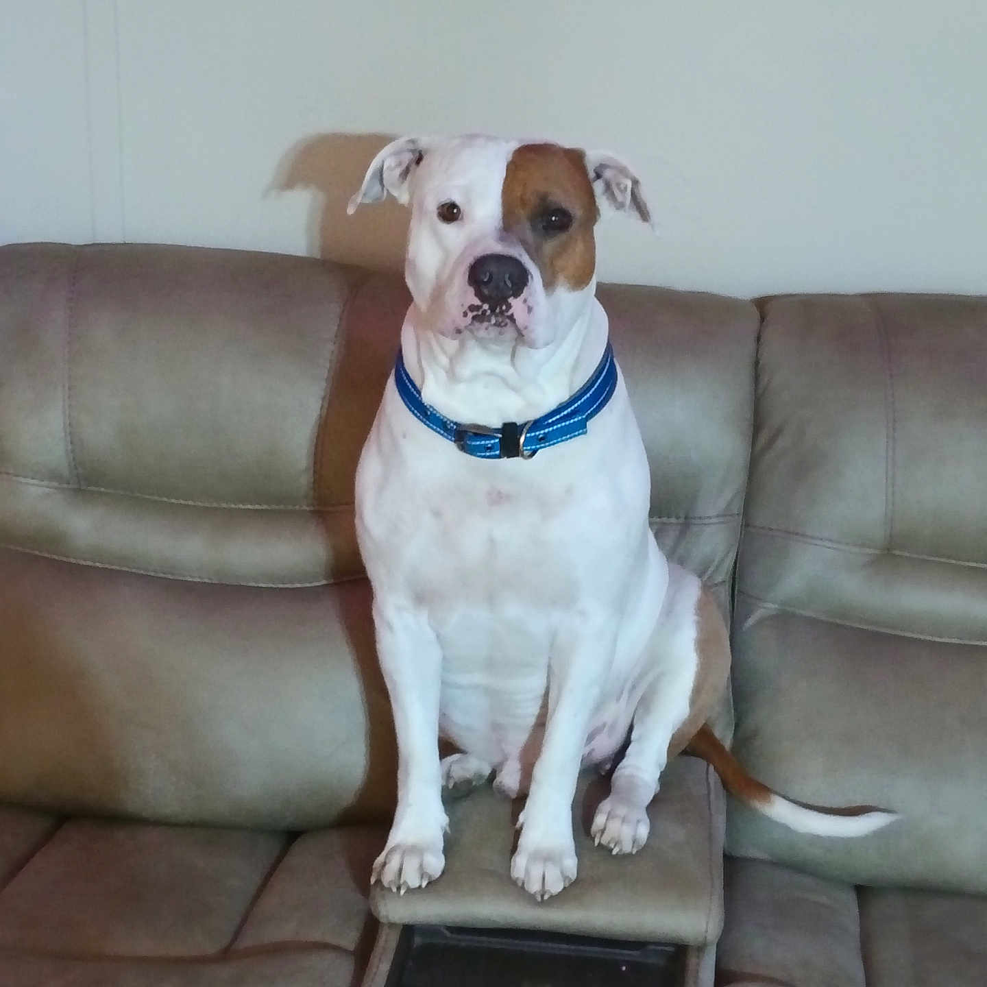 Jessie joined the competition — help win amazing prizes! dog, pet, sitting, couch, indoor, beige, collar, animal, canine, furniture, domestic, portrait, brown_and_white, resting, leisure, companion, household, living_room, calm, looking_at_camera