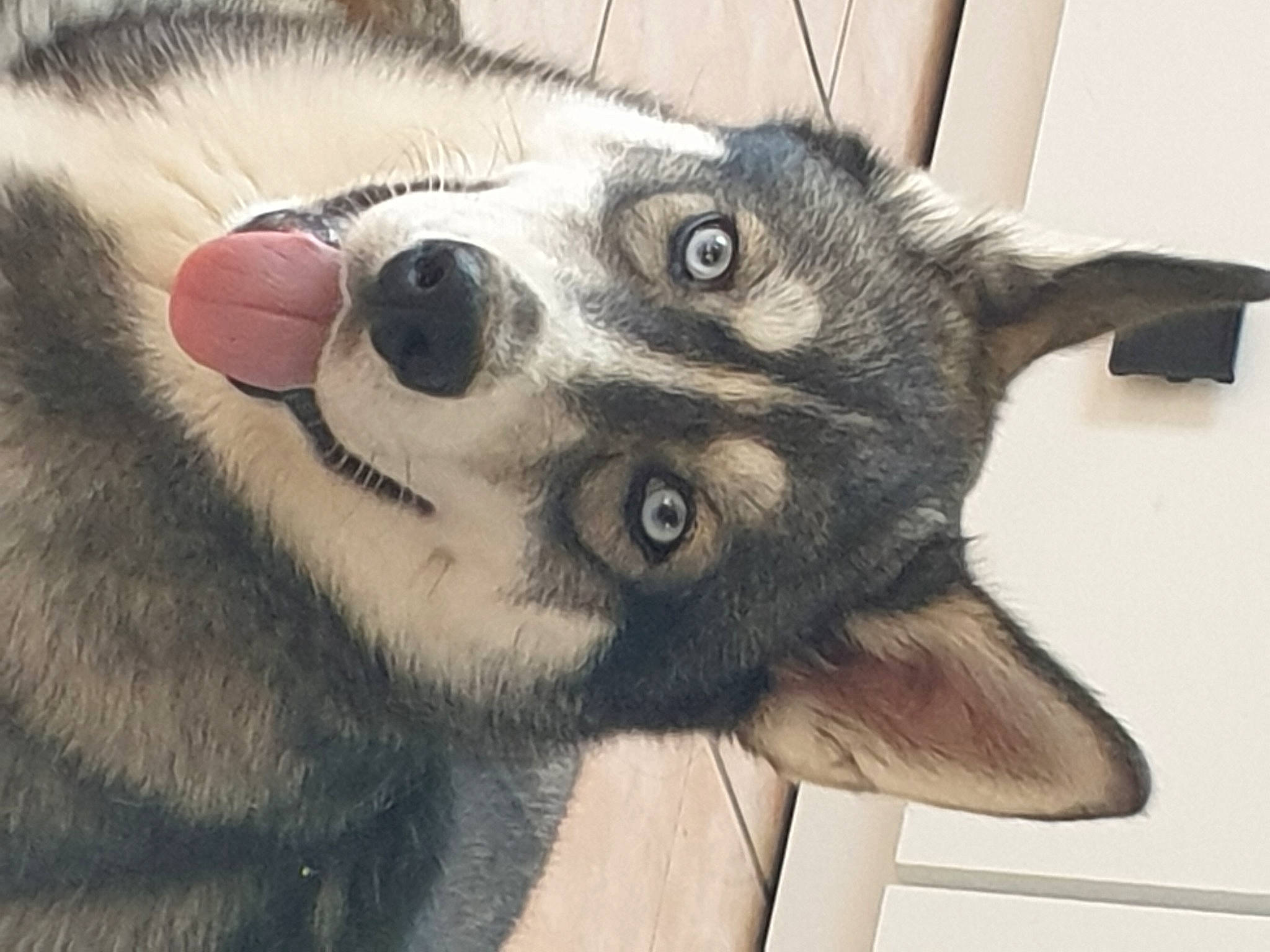 Cooper a rejoint le concours — aidez-le/la à gagner de superbes lots ! ancient_dog_breeds, canidae, canis, carnivore, companion_dog, dog, dog_breed, ear, eyelash, fur, paw, sled_dog, snout, sporting_group, square, terrestrial_animal, whiskers, wildlife, working_animal, working_dog