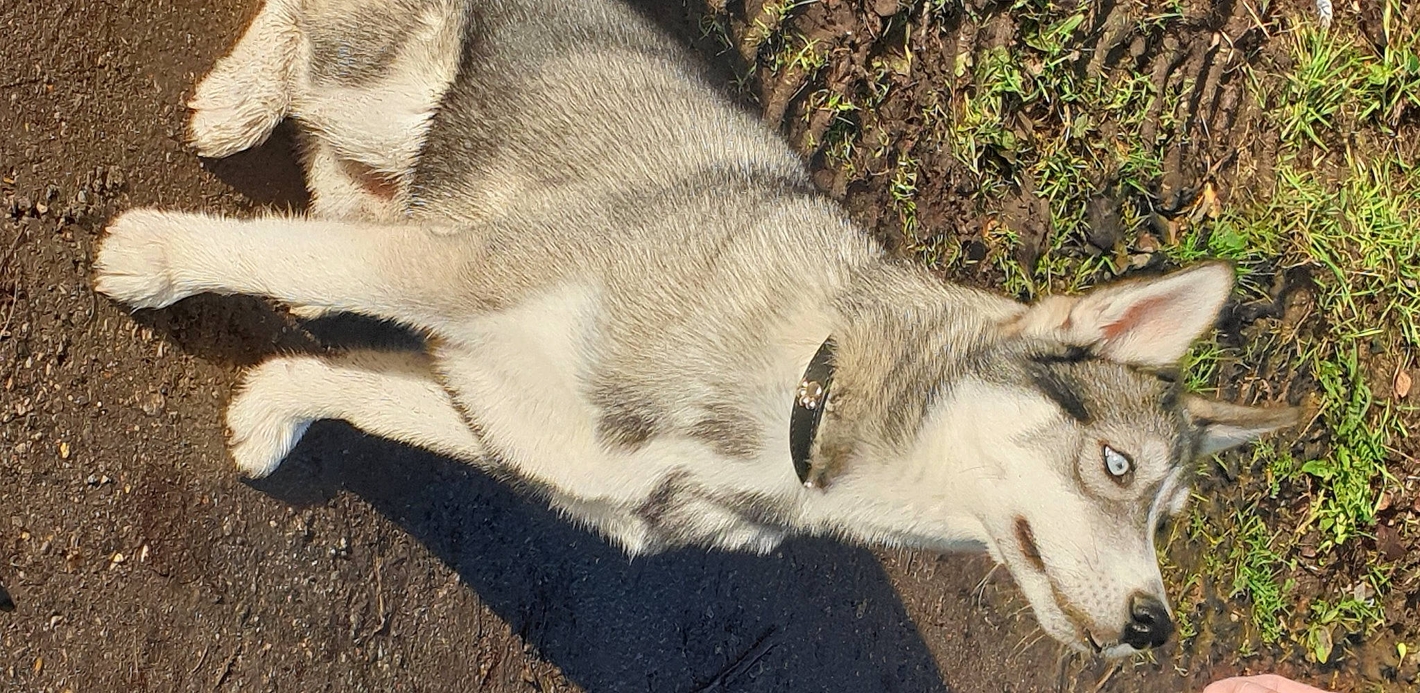 Cooper a rejoint le concours — aidez-le/la à gagner de superbes lots ! canidae, canis, canis_lupus_tundrarum, carnivore, dog_breed, domestic_short_haired_cat, eye, fawn, felidae, fox, fur, plant, small_to_medium_sized_cats, snout, tail, terrestrial_animal, whiskers, wildlife, wolf, zoo