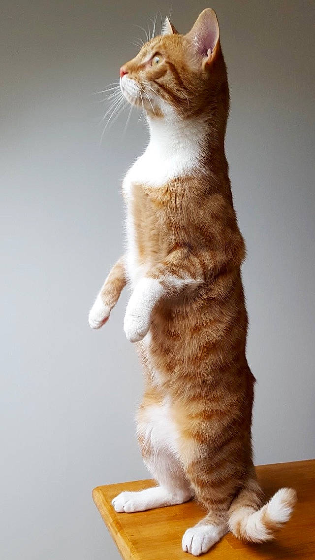 Pao a rejoint le concours — aidez-le/la à gagner de superbes lots ! aegean_cat, american_wirehair, arabian_mau, asian, carnivore, cat, domestic_short_haired_cat, european_shorthair, fawn, felidae, fur, german_rex, kitten, mammal, paw, polydactyl_cat, small_to_medium_sized_cats, tabby_cat, tail, whiskers