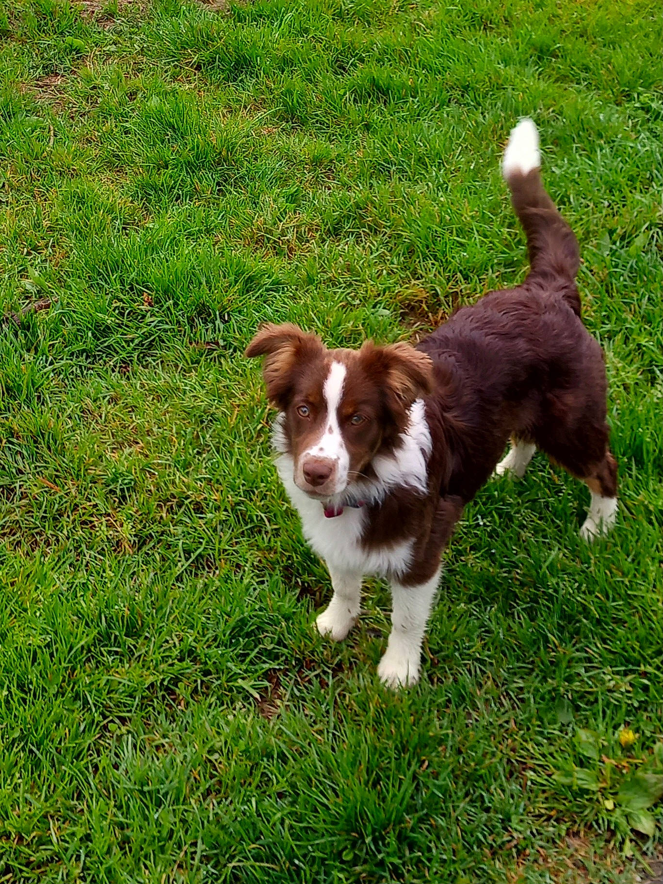 Tella a rejoint le concours — aidez-le/la à gagner de superbes lots ! brittany, canidae, carnivore, cavalier_king_charles_spaniel, companion_dog, dog, dog_breed, fawn, grass, groundcover, gun_dog, herb, herding_dog, liver, plant, spaniel, sporting_group, tail, terrestrial_animal, working_dog