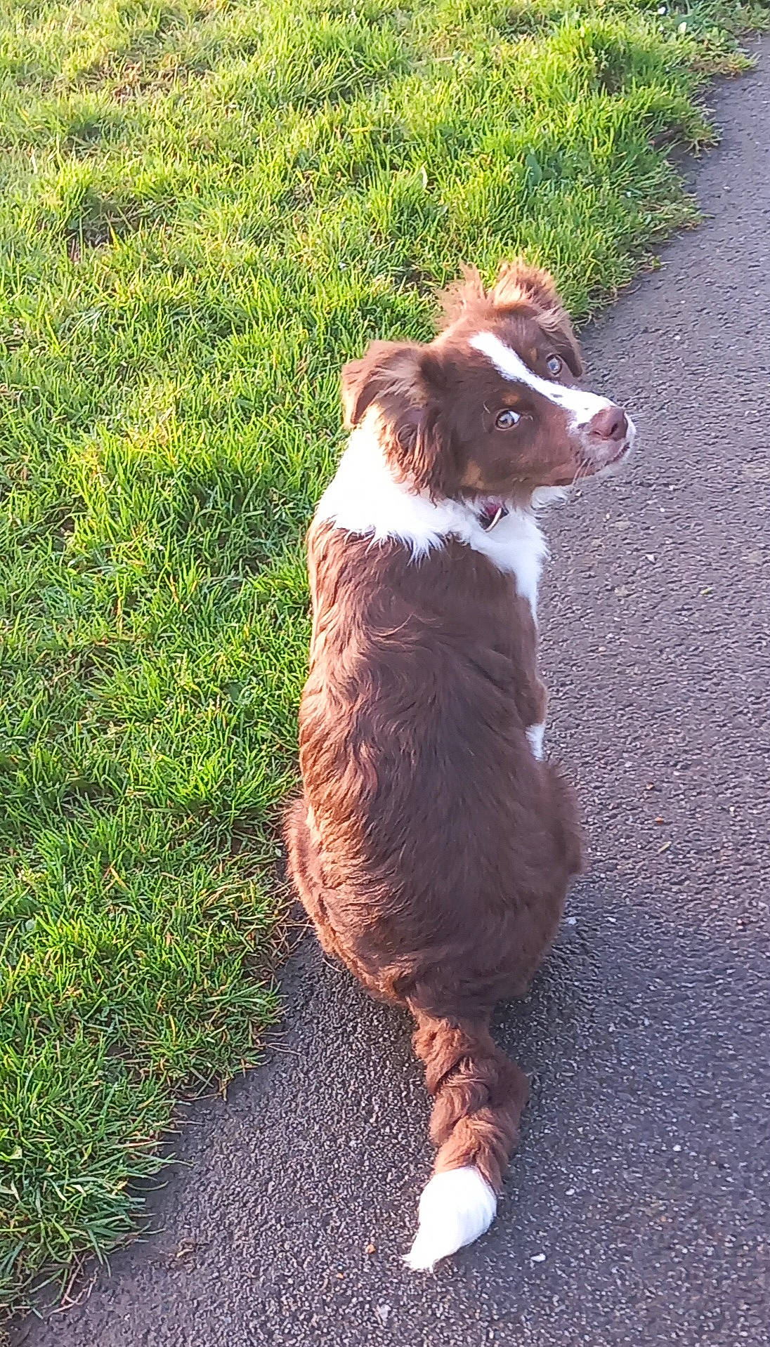 Tella participe au concours pour gagner de l'argent avec cette photo : australian_shepherd, border_collie, canidae, carnivore, companion_dog, dog, dog_breed, fawn, felidae, fur, grass, groundcover, liver, plant, snout, sporting_group, tail, terrestrial_animal, tints_and_shades, whiskers