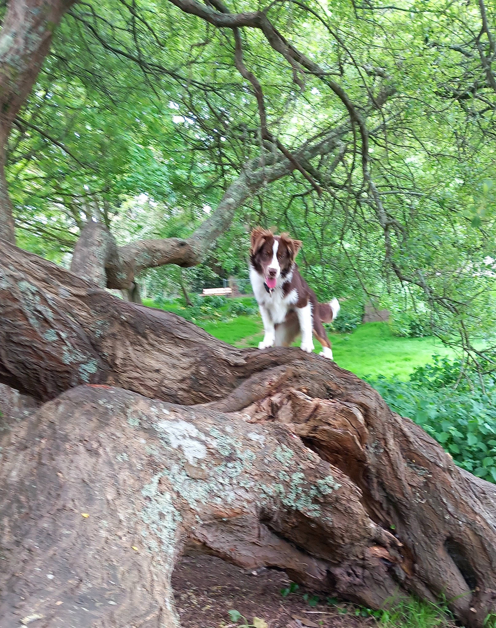 Tella participe au concours pour gagner de l'argent avec cette photo : bedrock, carnivore, companion_dog, dog, dog_breed, fawn, forest, grass, jungle, natural_landscape, outcrop, plant, recreation, rock, temperate_broadleaf_and_mixed_forest, tree, trunk, wood, woodland, working_animal