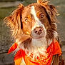 animal, bandana, brown_and_white, canine, closeup, collar, cute, dog, ears, eyes, fluffy, friendly, fur, nose, orange_bandana, outdoor, pet, portrait, sitting, sunlight