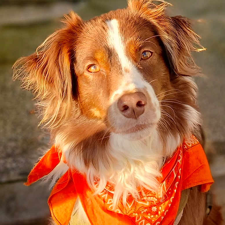 Christian Cariou participe au concours pour gagner de l'argent avec cette photo : animal, bandana, brown_and_white, canine, closeup, collar, cute, dog, ears, eyes, fluffy, friendly, fur, nose, orange_bandana, outdoor, pet, portrait, sitting, sunlight