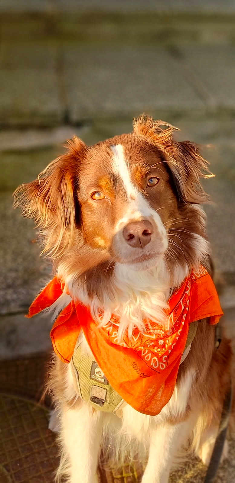 Christian Cariou participe au concours pour gagner de l'argent avec cette photo : dog, brown_and_white, bandana, orange_bandana, pet, outdoor, sunlight, fur, cute, animal, portrait, canine, friendly, ears, nose, eyes, collar, fluffy, sitting, closeup