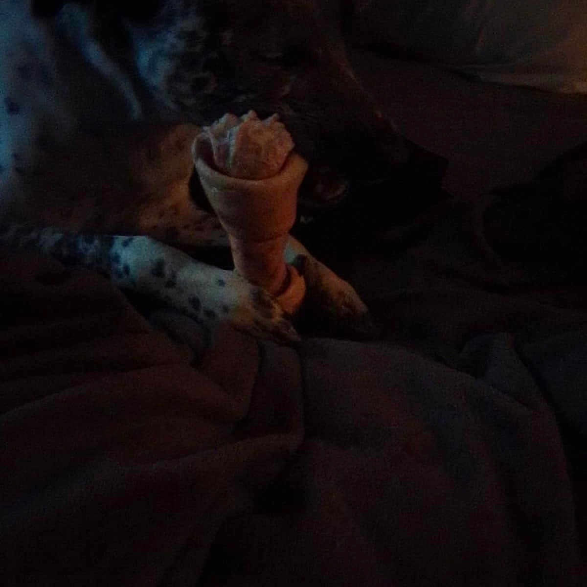Scar Pubz Ybarra joined the competition — help win amazing prizes! adult, animal, bed, blanket, canine, cat, couch, cream, dessert, dog, food, furniture, icecream, kitten, male, man, person, pet, pointer, puppy