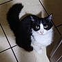 Bigotes is registered to the contest to win money with this photo: cat, black_and_white, fluffy, pet, animal, indoor, floor, tile, looking_up, tail, fur, cute, domestic, whiskers, ears, eyes, sitting, adorable, curious, shadow