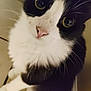 Bigotes is registered to the contest to win money with this photo: cat, black_and_white, close_up, pet, whiskers, curious, eyes, fur, animal, indoor, face, nose, cute, looking_up, portrait, feline, domestic, whisker, expression, soft