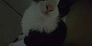 Bigotes joined the competition — help win amazing prizes! cat, black_and_white, floor, tile, chair_leg, cardboard_box, pet, indoor, animal, whiskers, fur, eyes, looking_up, shadow, dark, cute, mammal, domestic, feline, curious
