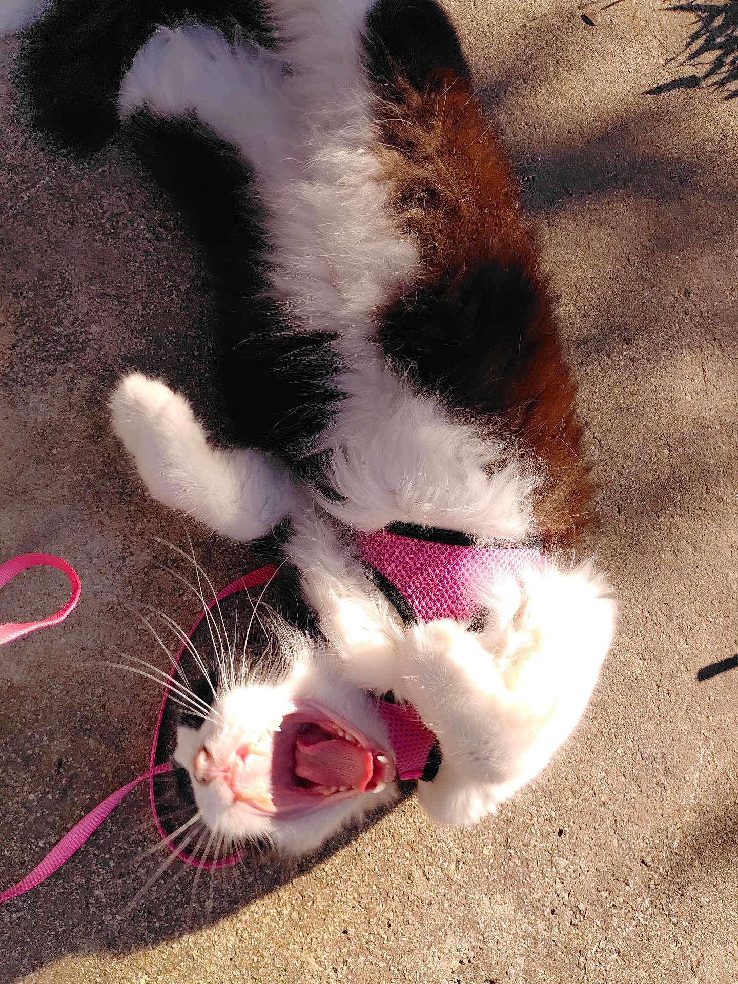 Bigotes joined the competition — help win amazing prizes! cat, black_and_white, fluffy, harness, pink, tongue, teeth, whiskers, outdoor, concrete, sunlight, shadow, playful, pet, animal, fur, closeup, cute, relaxed, lying_down