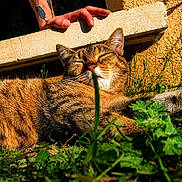 Savanah a rejoint le concours — aidez-le/la à gagner de superbes lots ! cat, tabby_cat, sunlight, grass, plants, outdoor, relaxation, tattoo, hand, feline, nature, closeup, animal, sleeping, pet, warm_light, resting, fur, whiskers, peaceful