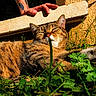 cat, tabby_cat, sunlight, grass, plants, outdoor, relaxation, tattoo, hand, feline, nature, closeup, animal, sleeping, pet, warm_light, resting, fur, whiskers, peaceful