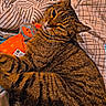 Savanah a rejoint le concours — aidez-le/la à gagner de superbes lots ! cat, tabby_cat, plush_toy, orange_toy, blanket, striped_blanket, checkered_blanket, indoor, pet, feline, resting, cute, cozy, fur, whiskers, ears, sleepy, comfort, closeup, animal