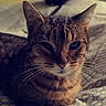 cat, tabby, pet, animal, indoor, bed, blanket, resting, fur, whiskers, closeup, face, sleepy, cozy, domestic, mammal, cute, feline, relaxed, pattern