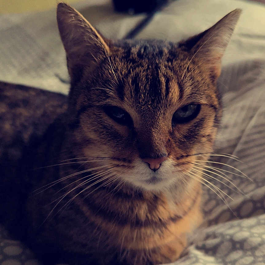 Savanah participe au concours pour gagner de l'argent avec cette photo : cat, tabby, pet, animal, indoor, bed, blanket, resting, fur, whiskers, closeup, face, sleepy, cozy, domestic, mammal, cute, feline, relaxed, pattern
