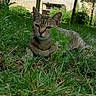 Savanah a rejoint le concours — aidez-le/la à gagner de superbes lots ! animal, cat, closeup, ears, eyes, fence, garden, grass, greenery, leaf, mammal, nature, outdoor, peaceful, pet, plant, resting, sunlight, tabby_cat, whiskers