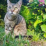 Savanah participe au concours pour gagner de l'argent avec cette photo : animal, cat, daylight, ear, eyes, flower, fur, garden, grass, greenery, house, leaf, nature, outdoor, pet, plant, roof, sitting, tabby, whiskers