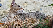 Savanah participe au concours pour gagner de l'argent avec cette photo : animal, background_blur, beige, brown, cat, closeup, daylight, ears, feline, fur, grass, mammal, nature, outdoor, profile, relaxed, resting, striped, tabby_cat, whiskers