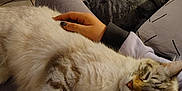 Flora is registered to the contest to win money with this photo: cat, sleeping, person, hand, lap, indoor, cozy, furniture, table, tile_floor, clothing, resting, domestic_animal, pet, relaxation, comfort, furry, striped, casual, home
