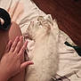 Flora is registered to the contest to win money with this photo: cat, animal, pet, bed, bedding, hand, person, leg, wooden_floor, indoor, resting, sleeping, fur, cozy, comfort, white, gray, striped, relaxation, home