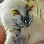 Flora is registered to the contest to win money with this photo: cat, feline, pet, fur, snuggling, sleeping, animal, domestic, whiskers, ears, paw, person, shirt, indoor, closeup, blurred, cuddly, resting, soft, warm