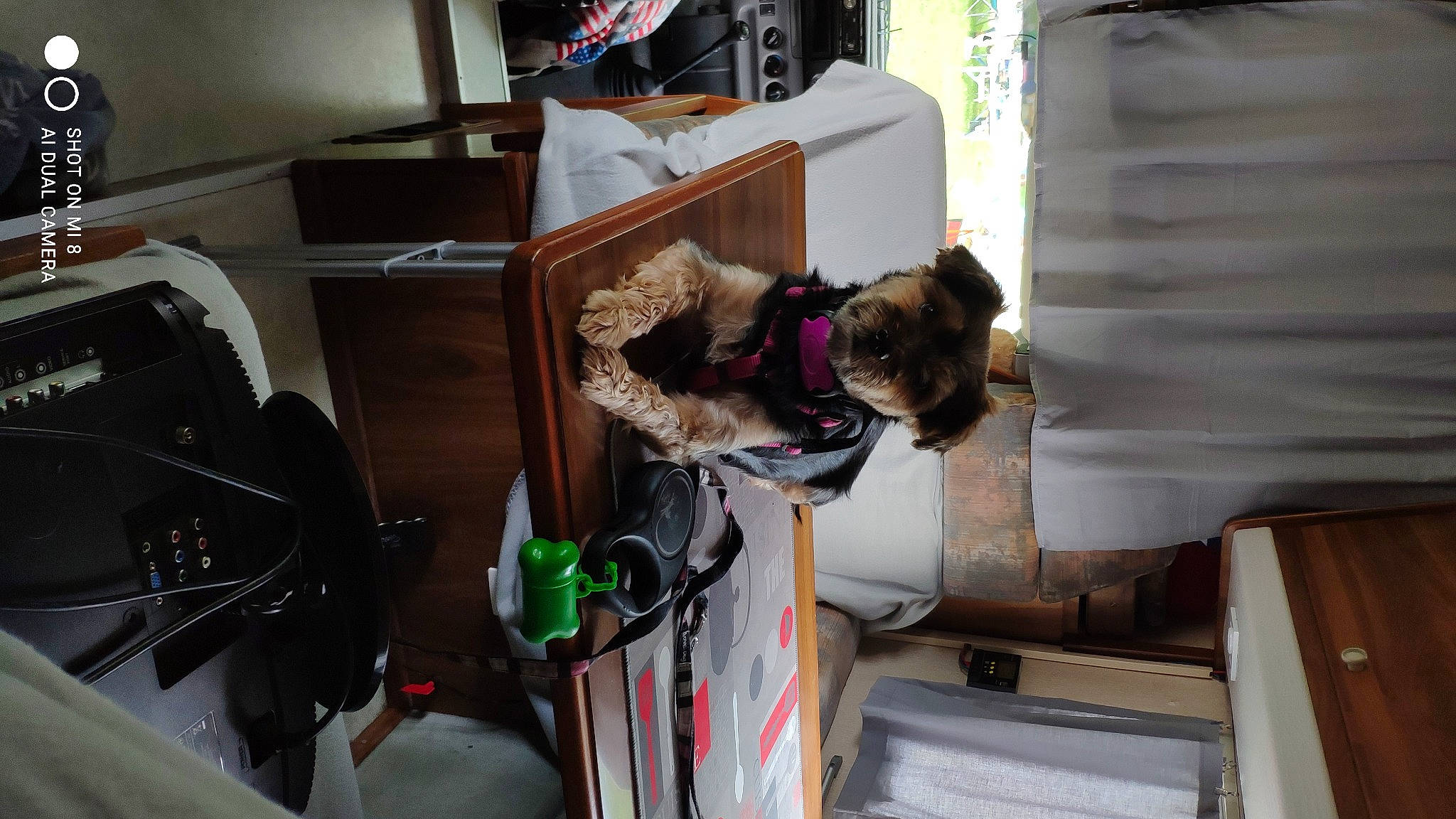 Inoa a rejoint le concours — aidez-le/la à gagner de superbes lots ! canidae, carnivore, collar, companion_dog, dog, dog_breed, electrical_wiring, fur, hat, machine, room, sporting_group, vehicle, vehicle_door, working_animal