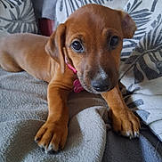 Zora participe au concours pour gagner de l'argent avec cette photo : puppy, dog, brown, blanket, cushion, indoor, pet, cute, young, lying_down, collar, fur, face, ears, paws, nose, eyes, cozy, soft, home