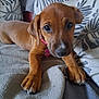 puppy, dog, brown, blanket, cushion, indoor, pet, cute, young, lying_down, collar, fur, face, ears, paws, nose, eyes, cozy, soft, home