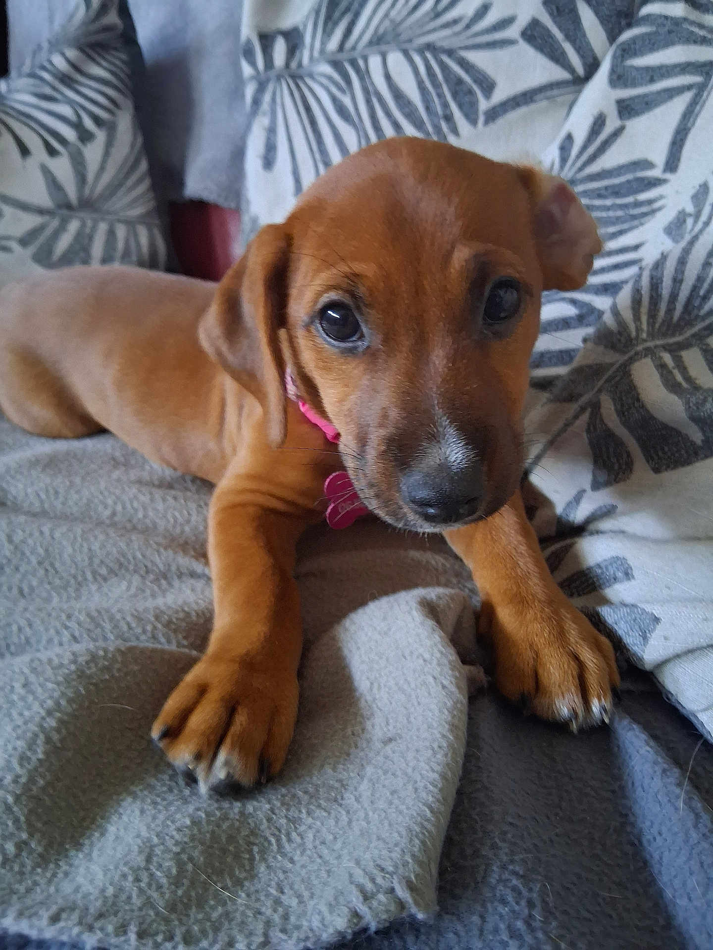 Zora participe au concours pour gagner de l'argent avec cette photo : puppy, dog, brown, blanket, cushion, indoor, pet, cute, young, lying_down, collar, fur, face, ears, paws, nose, eyes, cozy, soft, home
