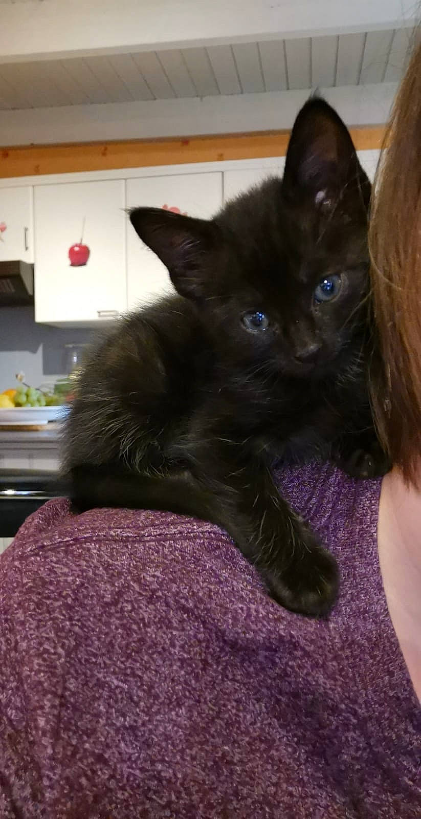 Echo participe au concours pour gagner de l'argent avec cette photo : asian, black, black_cat, bombay, burmese, carnivore, cat, domestic_short_haired_cat, felidae, german_rex, havana_brown, javanese, kitten, korat, mammal, russian_blue, small_to_medium_sized_cats, snout, vertebrate, whiskers