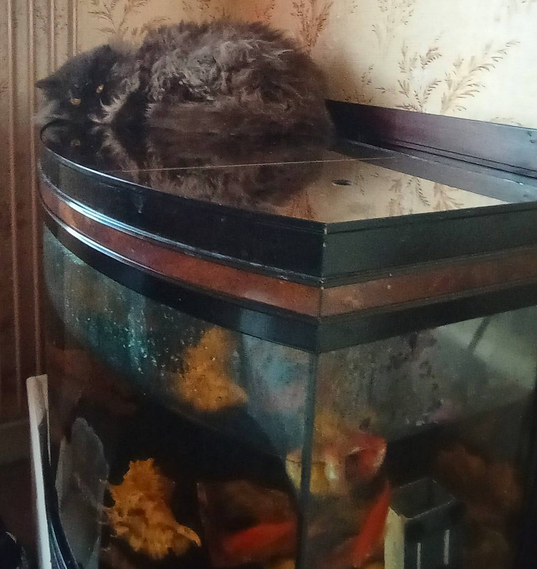 Tekoa a rejoint le concours — aidez-le/la à gagner de superbes lots ! aquarium, felidae, fluid, freshwater_aquarium, fur, gas, glass, metal, pet_supply, rock, small_to_medium_sized_cats, tail, terrestrial_animal, water, whiskers, wood