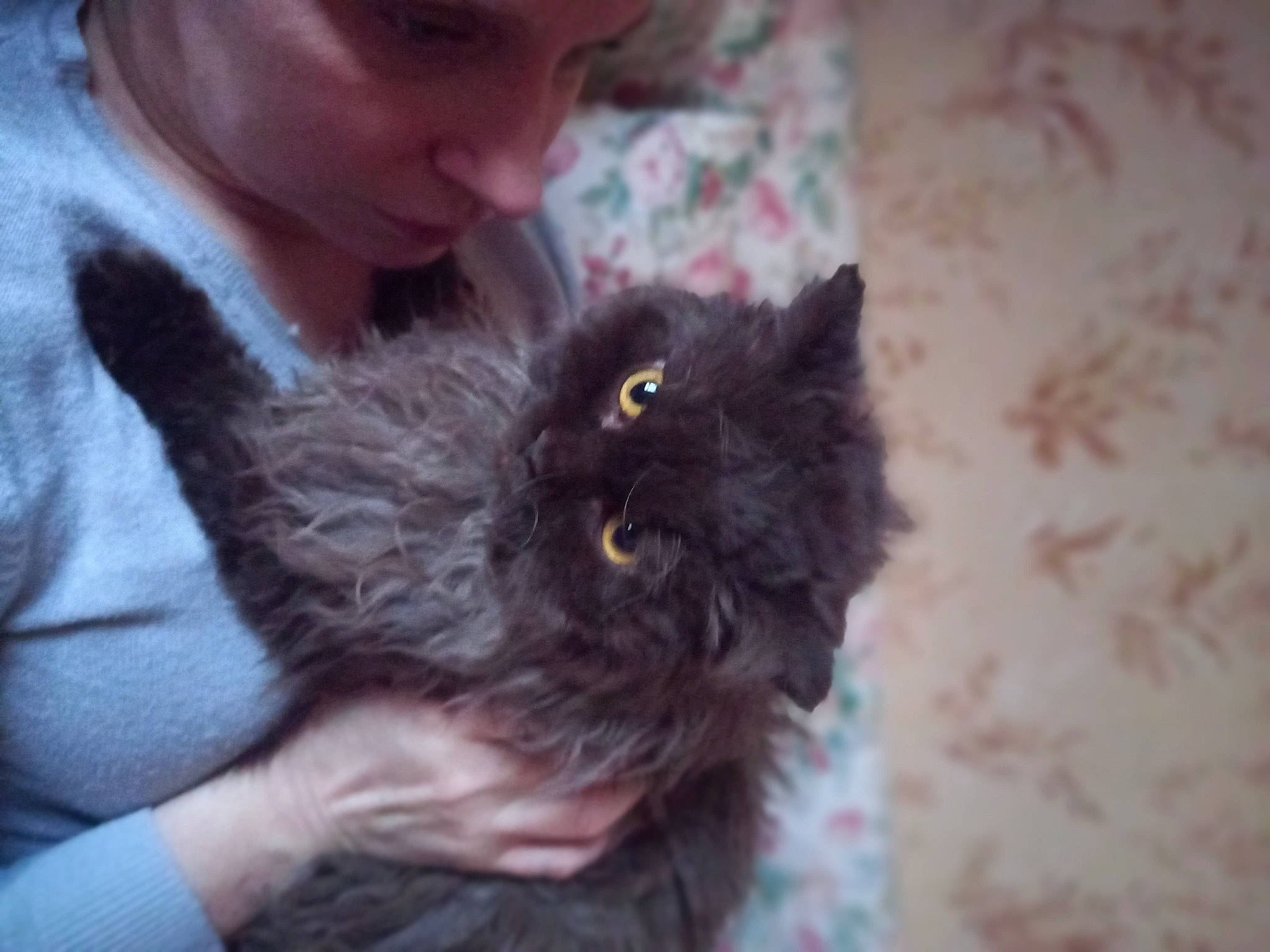 Tekoa a rejoint le concours — aidez-le/la à gagner de superbes lots ! black_cat, british_longhair, carnivore, cat, claw, domestic_short_haired_cat, felidae, fur, gesture, nail, paw, small_to_medium_sized_cats, tail, whiskers