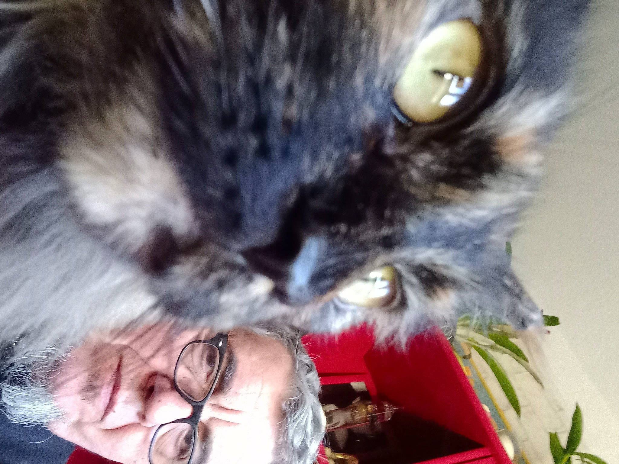 Okami participe au concours pour gagner de l'argent avec cette photo : carnivore, cat, claw, domestic_short_haired_cat, ear, eye, eyewear, felidae, fur, gesture, glasses, grass, happy, head, nose, plant, small_to_medium_sized_cats, snout, tail, whiskers