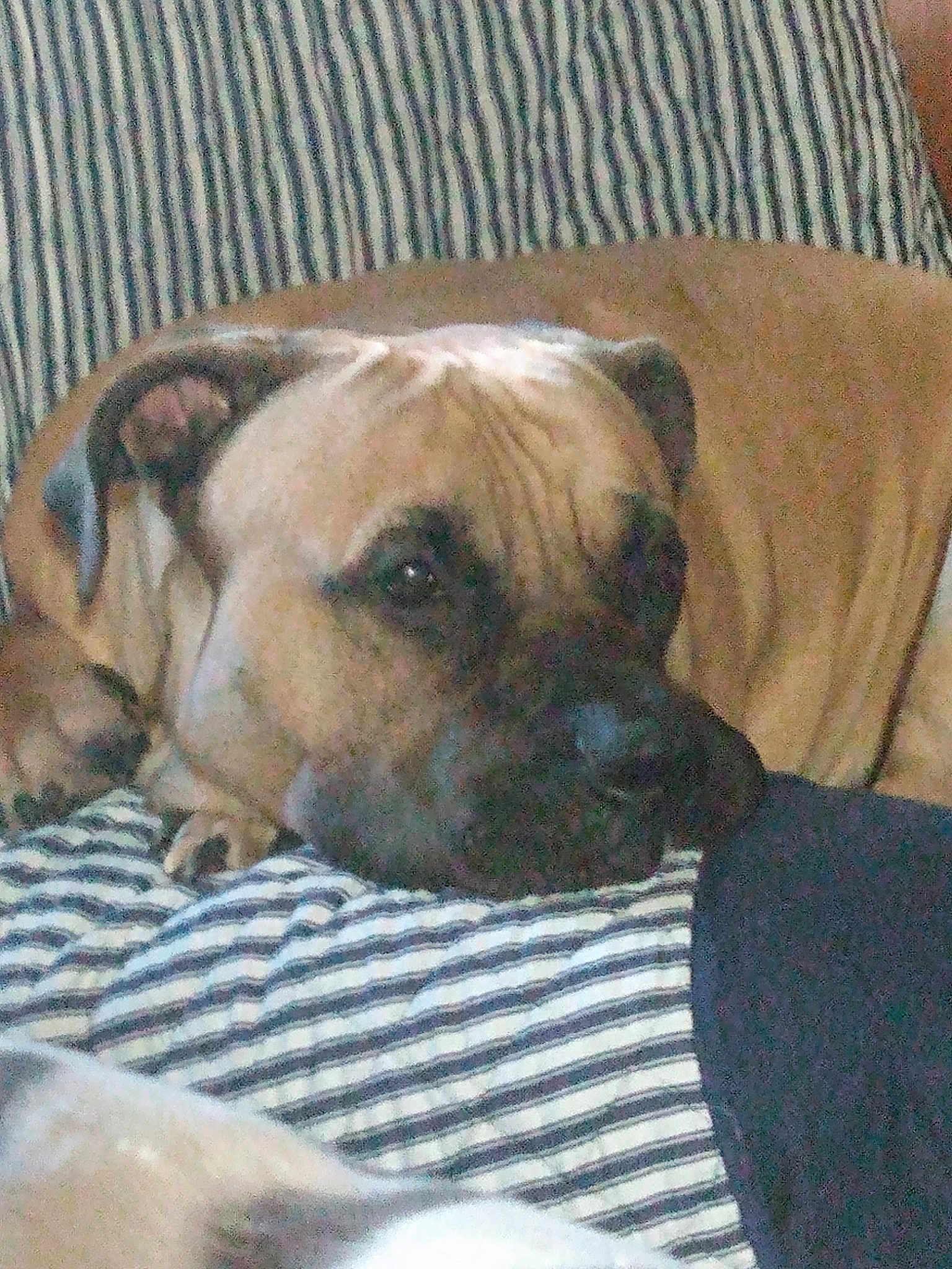 Odin