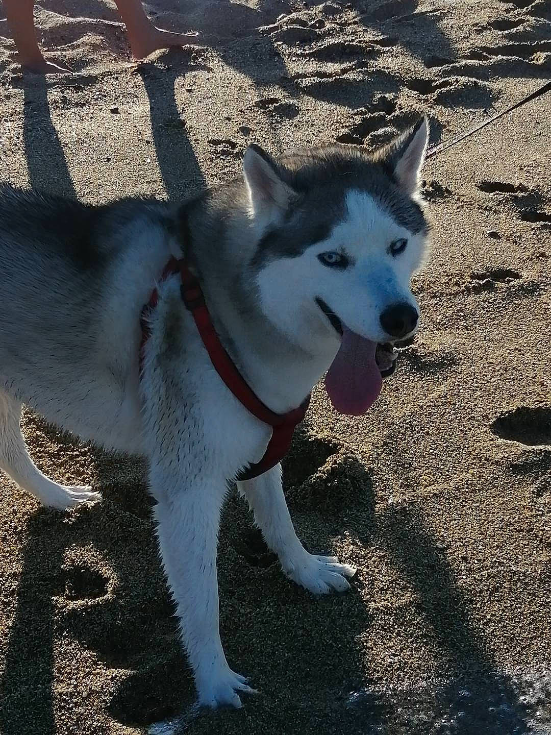 Malcom a rejoint le concours — aidez-le/la à gagner de superbes lots ! ancient_dog_breeds, canidae, canis, carnivore, companion_dog, dog, dog_breed, jaw, light, non_sporting_group, road_surface, shadow, siberian_husky, sled_dog, snout, sporting_group, tail, working_animal, working_dog