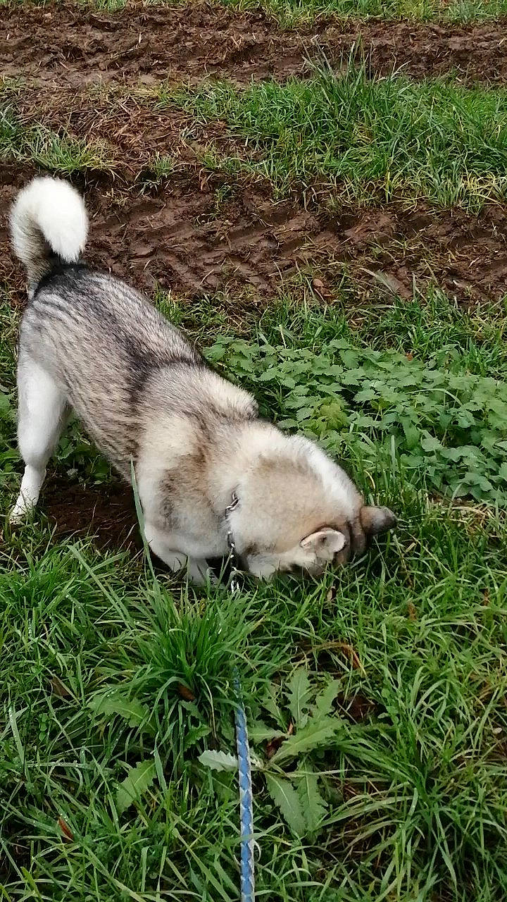 Malcom a rejoint le concours — aidez-le/la à gagner de superbes lots ! _geese_and_swans, canidae, carnivore, companion_dog, dog, dog_breed, ducks, fawn, fur, grass, grassland, groundcover, lawn, pasture, plant, siberian_husky, sporting_group, tail, terrestrial_animal, wolf