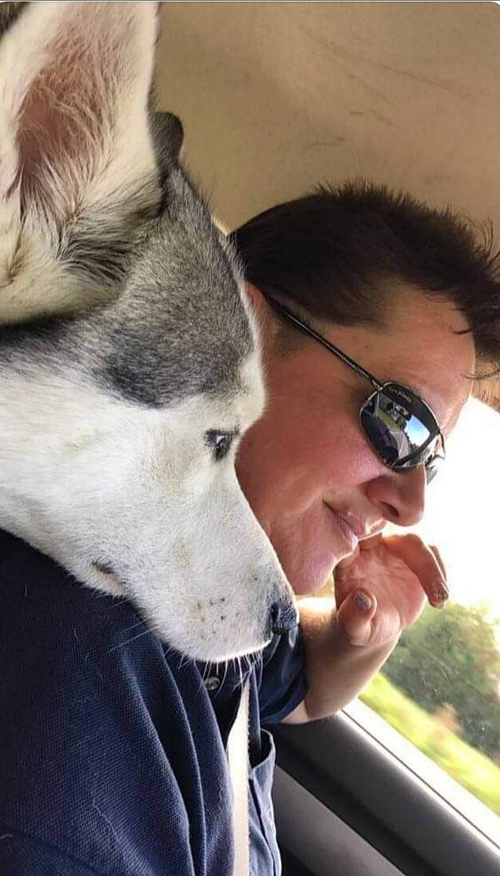 Malcom participe au concours pour gagner de l'argent avec cette photo : canidae, carnivore, companion_dog, dog, dog_breed, eyebrow, eyewear, fawn, fur, goggles, jaw, nose, selfie, sled_dog, snout, sporting_group, sunglasses, vision_care, whiskers, wolf