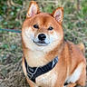 dog, shiba_inu, canine, pet, animal, outdoor, grass, harness, fur, ears, face, brown, cute, sitting, nature, portrait, adorable, mammal, whiskers, alert