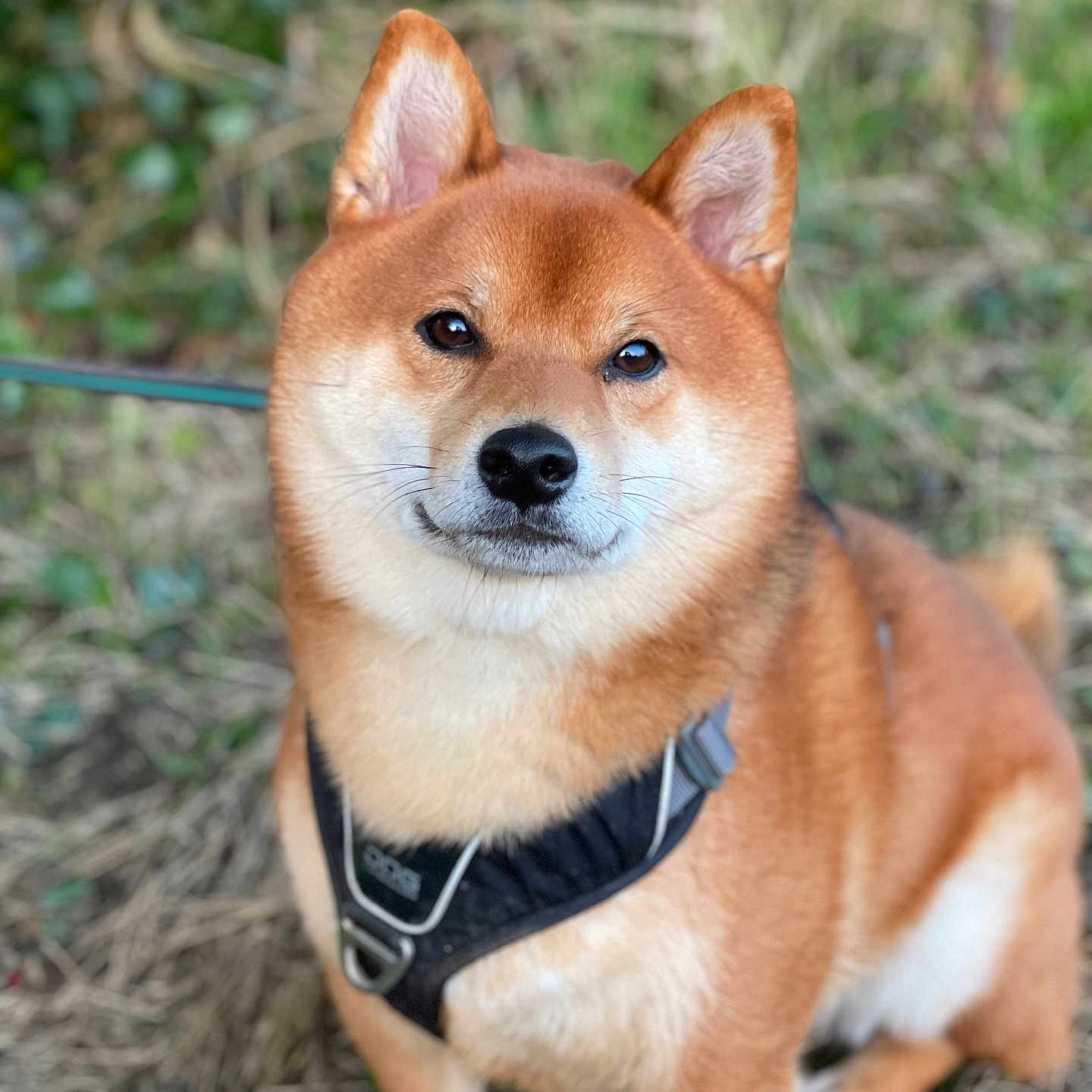 Tweed participe au concours pour gagner de l'argent avec cette photo : dog, shiba_inu, canine, pet, animal, outdoor, grass, harness, fur, ears, face, brown, cute, sitting, nature, portrait, adorable, mammal, whiskers, alert