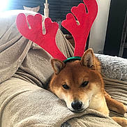 Tweed a rejoint le concours — aidez-le/la à gagner de superbes lots ! animal, antlers, blanket, chair, christmas, cozy, cute, decor, dog, festive, fur, headwear, holiday, home, indoors, lamp, pet, red, relaxed, shiba_inu