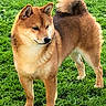 Tweed a rejoint le concours — aidez-le/la à gagner de superbes lots ! dog, shiba_inu, canine, pet, animal, fur, tail, grass, outdoor, nature, standing, mammal, cute, companion, portrait, alert, four_legs, ears, snout, expression