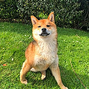 Tweed a rejoint le concours — aidez-le/la à gagner de superbes lots ! dog, shiba_inu, grass, outdoor, greenery, pet, canine, animal, sunlight, nature, leafy_bushes, fur, sitting, cute, portrait, mammal, friendly, garden, happy, daylight