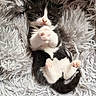 Polochon a rejoint le concours — aidez-le/la à gagner de superbes lots ! kitten, cat, black_and_white, fluffy, fur, paws, cute, pet, animal, lying_down, blanket, cozy, soft, whiskers, small, domestic_animal, relaxing, indoors, close_up, sleepy