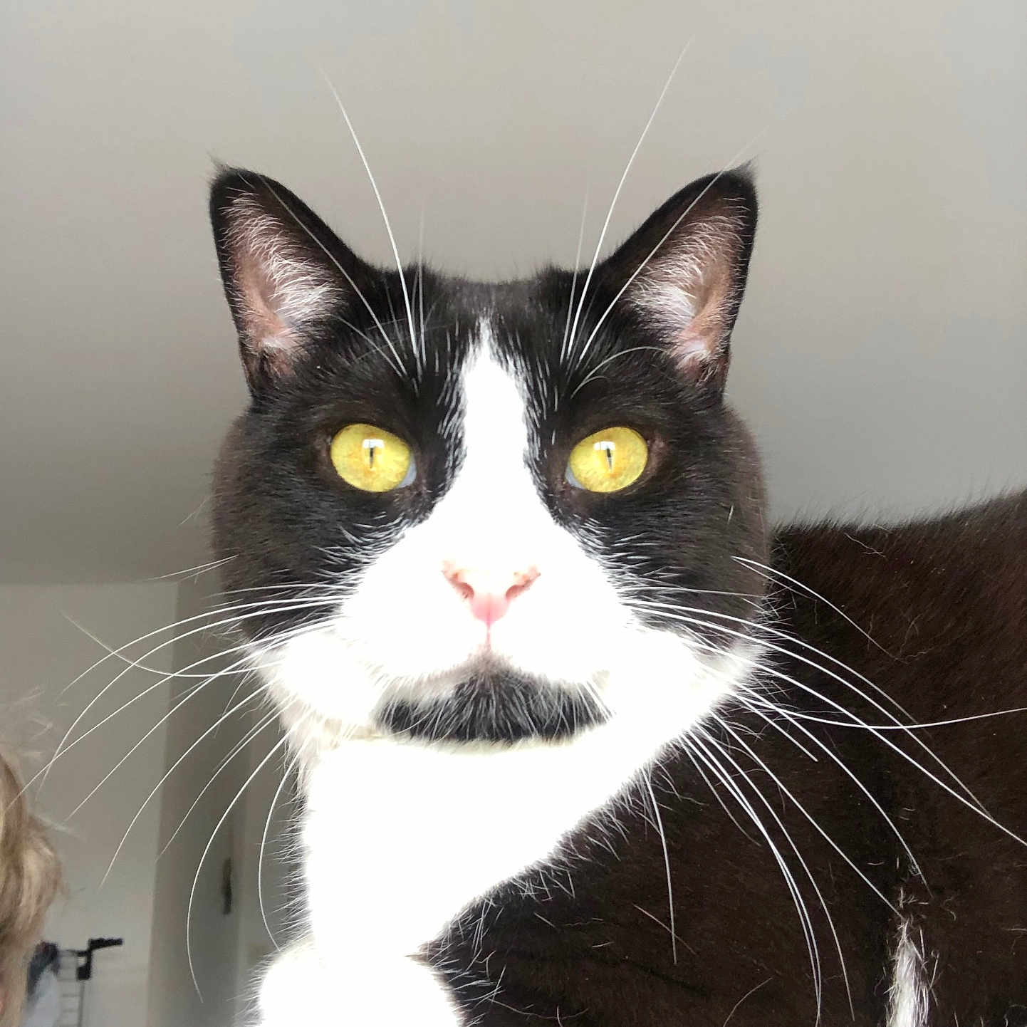 Polochon a rejoint le concours — aidez-le/la à gagner de superbes lots ! cat, tuxedo_cat, yellow_eyes, close_up, pet, indoor, whiskers, fur, black_and_white, animal, cute, portrait, domestic_cat, feline, face, looking, alert, house, ears