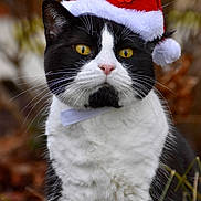 Polochon participe au concours pour gagner de l'argent avec cette photo : cat, black_and_white, santa_hat, holiday, festive, animal, pet, whiskers, yellow_eyes, portrait, outdoor, nature, grass, fur, closeup, cute, christmas, seasonal, hat, mammal