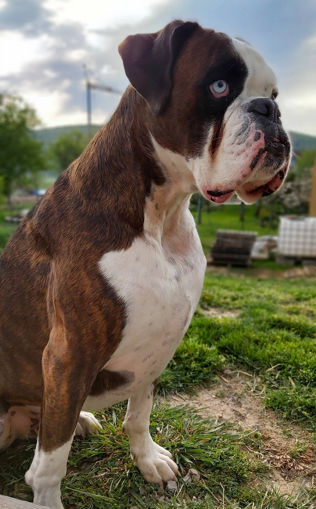 Scooby participe au concours pour gagner de l'argent avec cette photo : bulldog, canidae, carnivore, cloud, collar, companion_dog, dog, dog_breed, dog_collar, fawn, grass, molosser, plant, sky, snout, sporting_group, terrestrial_animal, working_animal, working_dog, wrinkle