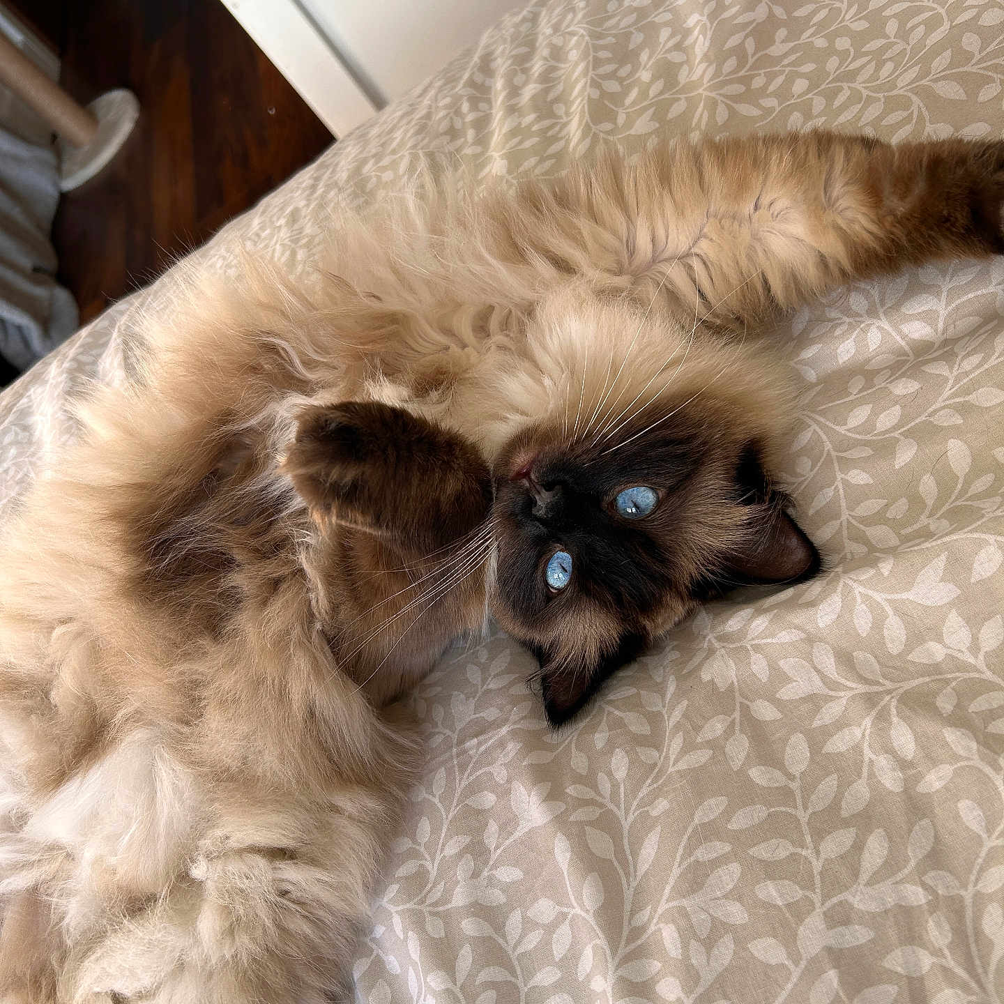 Daisy joined the competition — help win amazing prizes! animal, bed, bedroom, blanket, cat, computer, couch, electronics, furniture, hardwood, homedecor, indoors, kitten, linen, manx, pet, quilt, room, siamese, wood