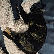 Grabouille participe au concours pour gagner de l'argent avec cette photo : cat, tortoiseshell, sleeping, cozy, blanket, plush, furry, furniture, leather, resting, pet, domestic_cat, animal, cute, indoor, nap, soft, relaxed, fur, comfort